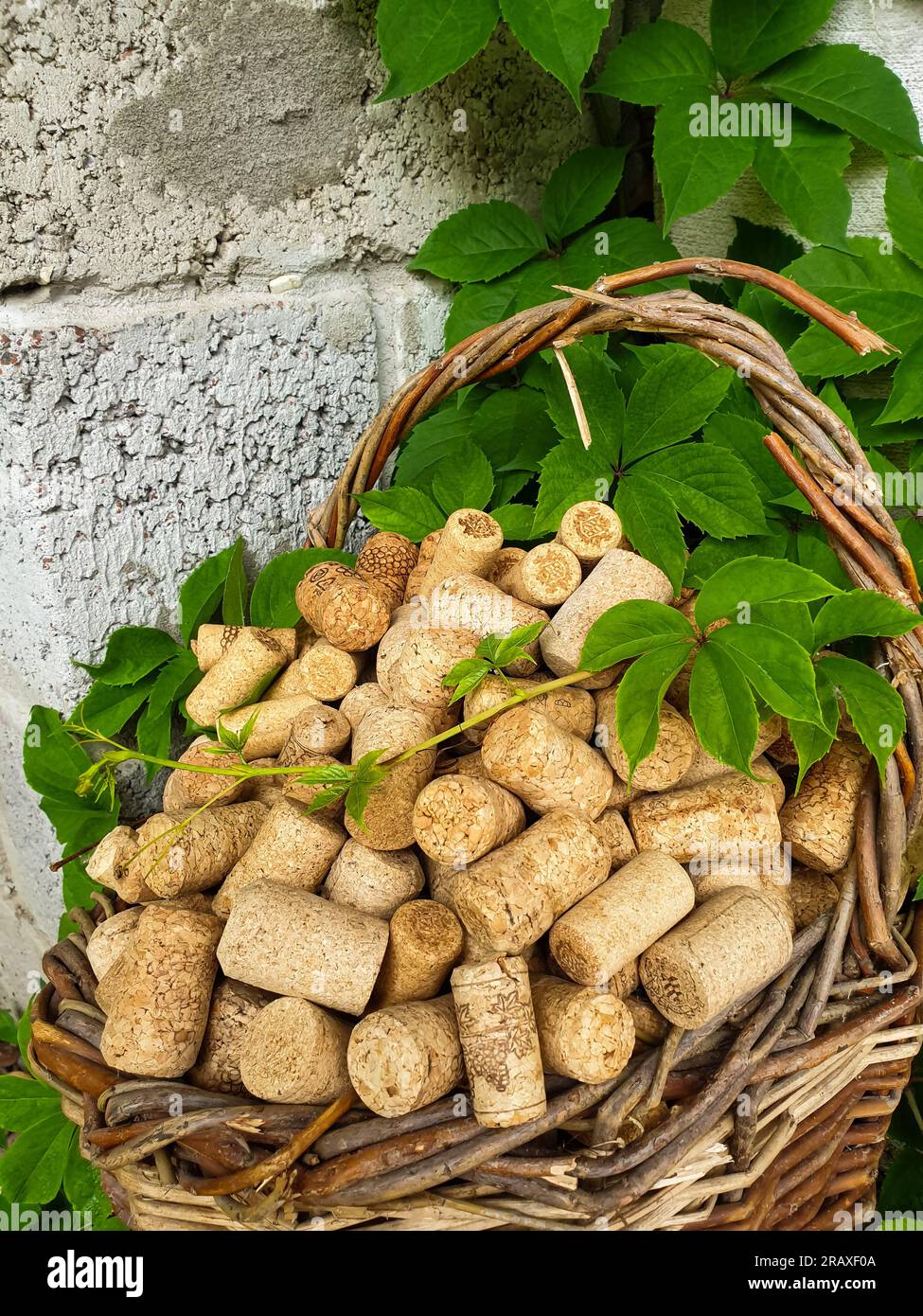 Il y a des bouchons de vin dans un vieux panier en osier. Raisins enlacer un panier avec bouchons de vin. Photo de haute qualité Banque D'Images