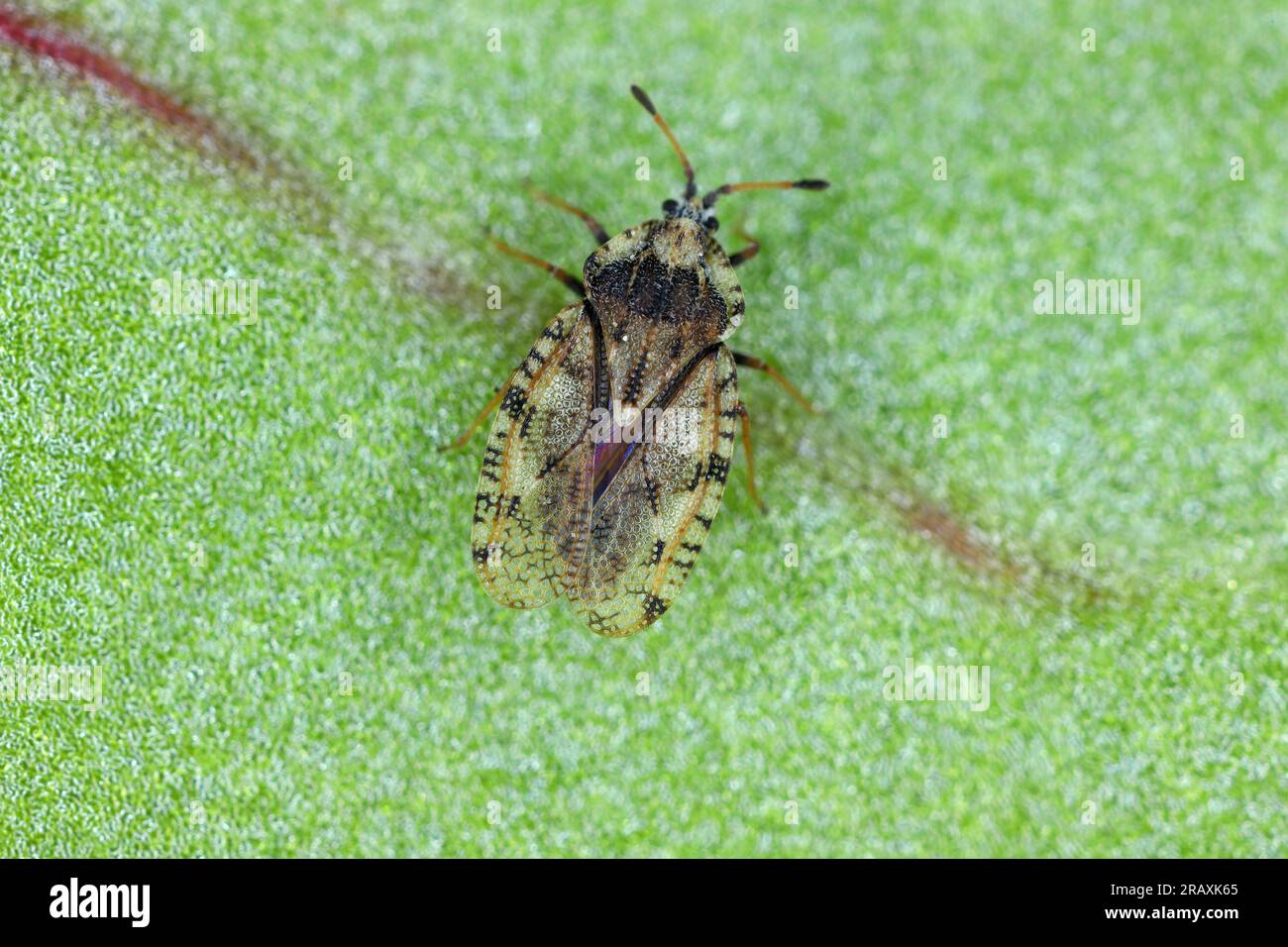 en gros plan sur la plante chardon gris-brun parasite de la plante Lacebug , Tingis cardui. Banque D'Images