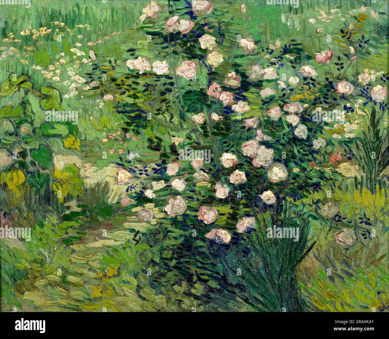 Vincent van Gogh, Roses, peinture à l'huile sur toile, 1889 Banque D'Images