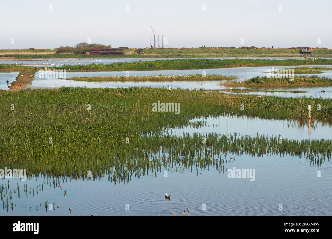 Vue sur la réserve naturelle de Minsmere, Suffok. Royaume-Uni montrant des zones humides, des échassières et des oiseaux marins Banque D'Images