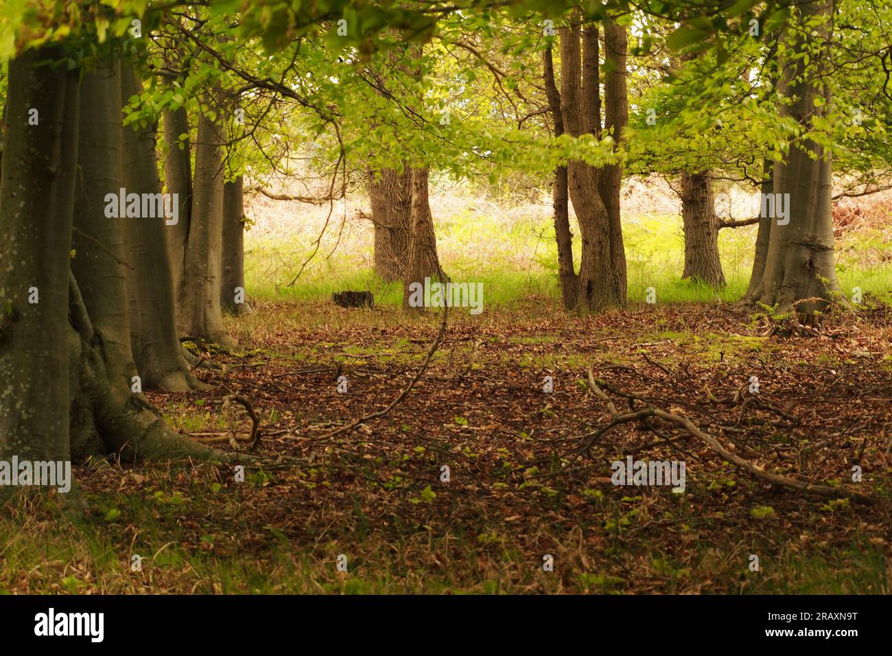 Une forêt de hêtres au printemps montrant les nouvelles feuilles au soleil, Suffolk. ROYAUME-UNI Banque D'Images