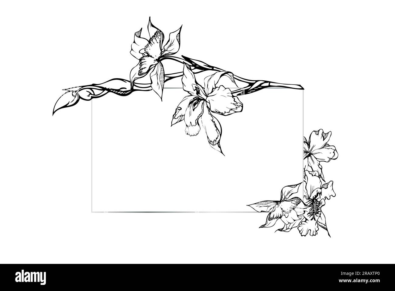 Fleurs et branches d'orchidées à encre vectorielle dessinées à la main, monochrome, contour détaillé. Composition horizontale du cadre. Isolé sur fond blanc. Conception Illustration de Vecteur