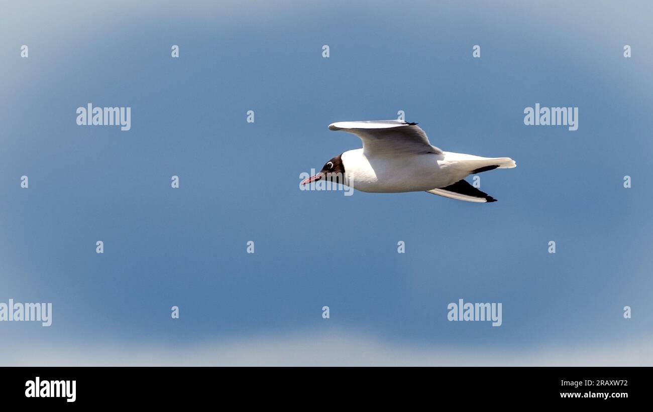 Flying seagull Banque D'Images