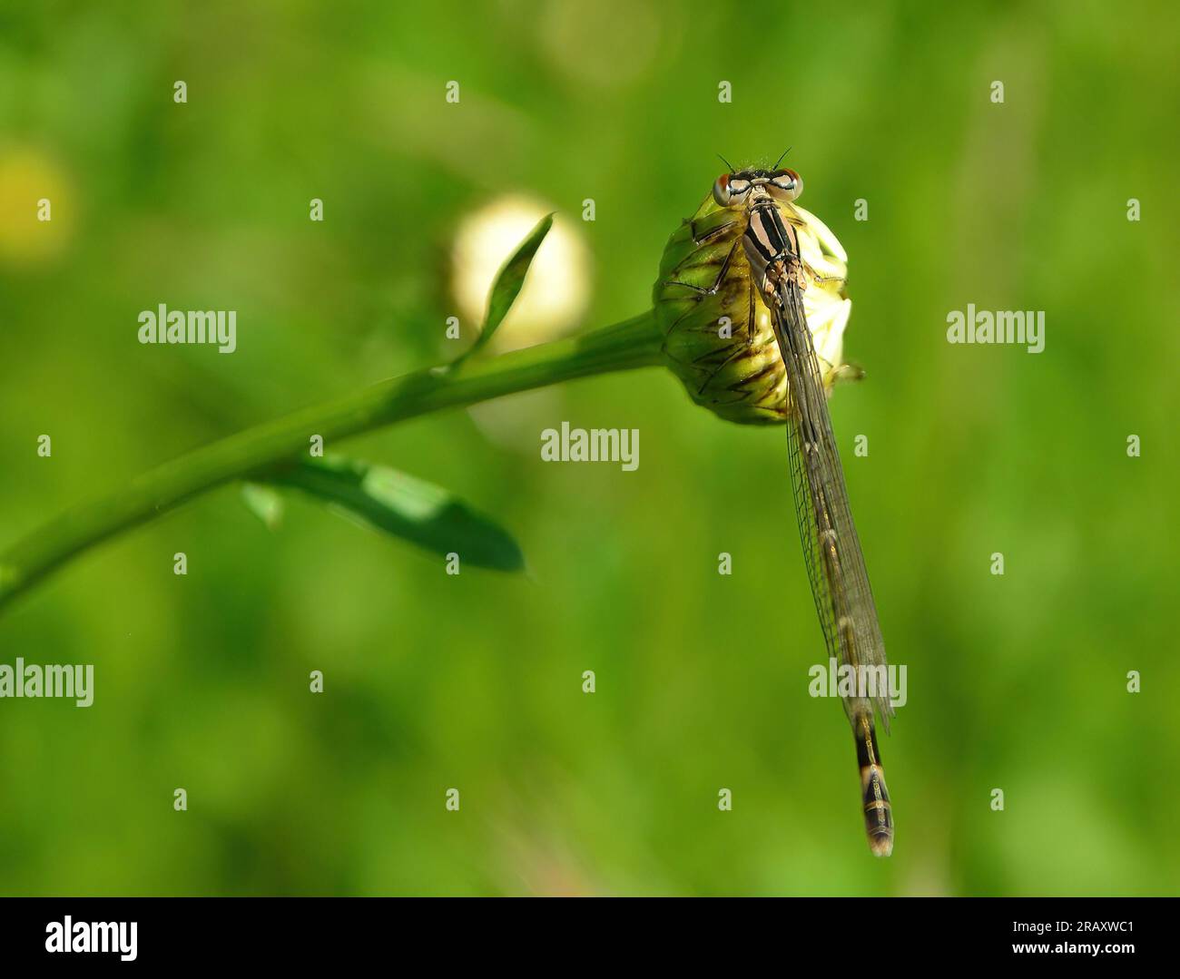 damsel vole parmi les hautes herbes Banque D'Images