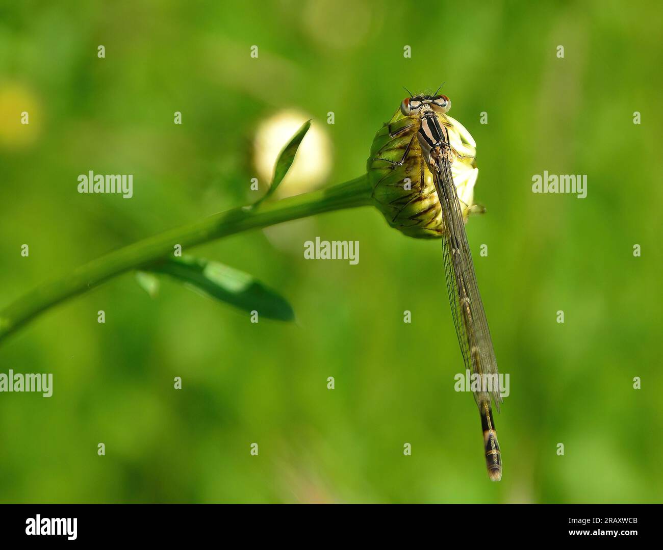 damsel vole parmi les hautes herbes Banque D'Images