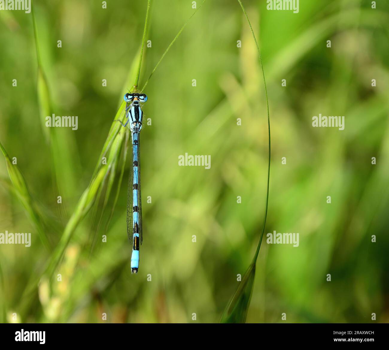 damsel vole parmi les hautes herbes Banque D'Images