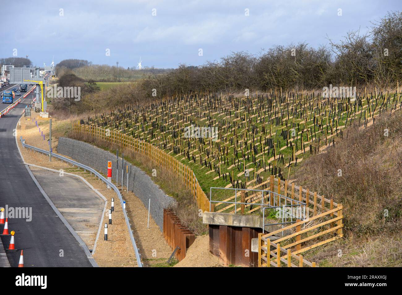 Superficie de jeunes arbres nouvellement plantés au bord d'une autoroute en Angleterre. Banque D'Images