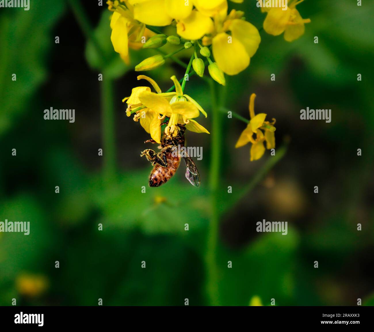 Abeille de miel sur fleur de moutarde jaune collectant le pollen dans la saison d'hiver Banque D'Images