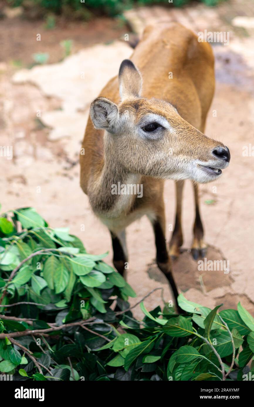 Cerfs, cerfs bruns, cerfs de Bawean (Axis kuhlii) vue latérale face, scène de la faune de la nature. cerf sans corne, photographie de paysage - fond d'écran image 4K. Banque D'Images