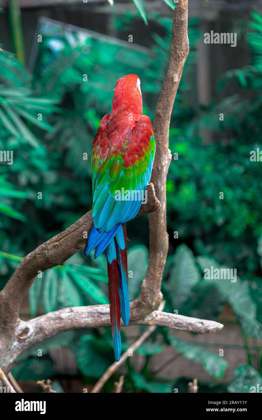 Macaw rouge et vert , Macaw rouge vert et bleu assis sur le dessus de la branche, Macaw perroquet dans la nature, rouge vert et bleu perroquet perché sur l'arbre Banque D'Images