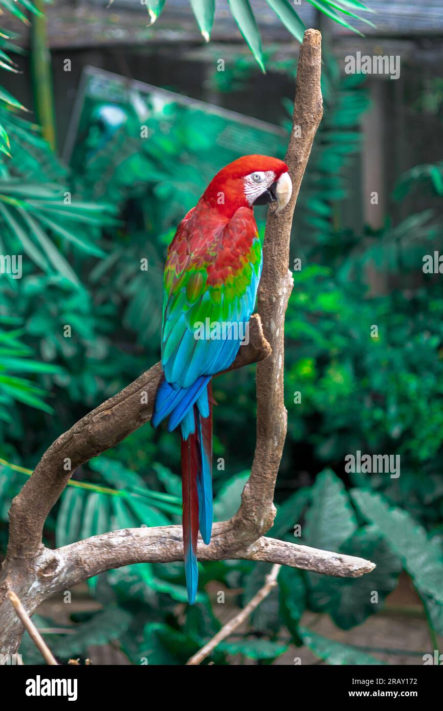Macaw rouge et vert , Macaw rouge vert et bleu assis sur le dessus de la branche, Macaw perroquet dans la nature, rouge vert et bleu perroquet perché sur l'arbre Banque D'Images