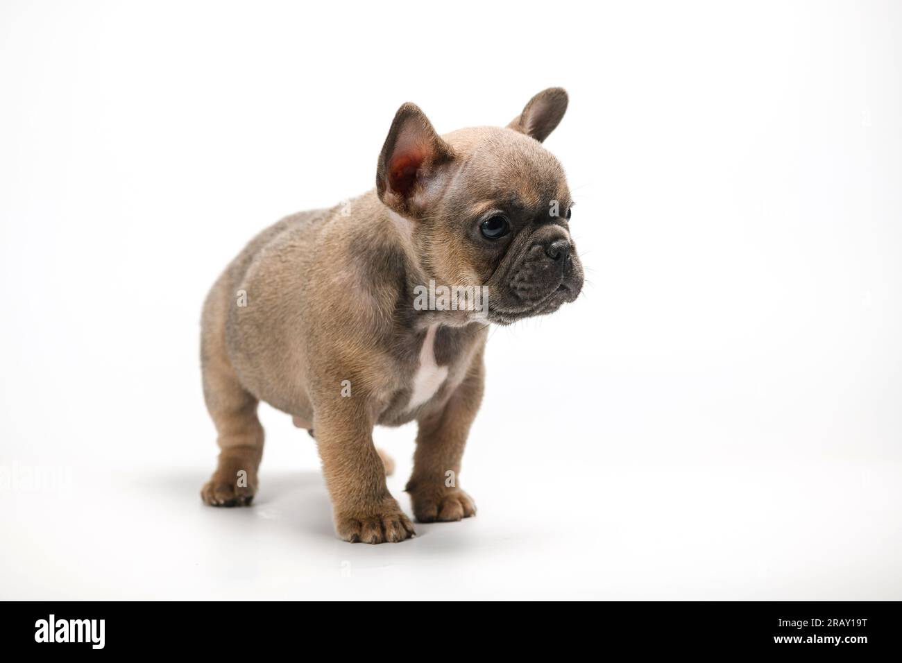 Adorable chiot fauve Bulldog français, debout sur fond blanc. Banque D'Images