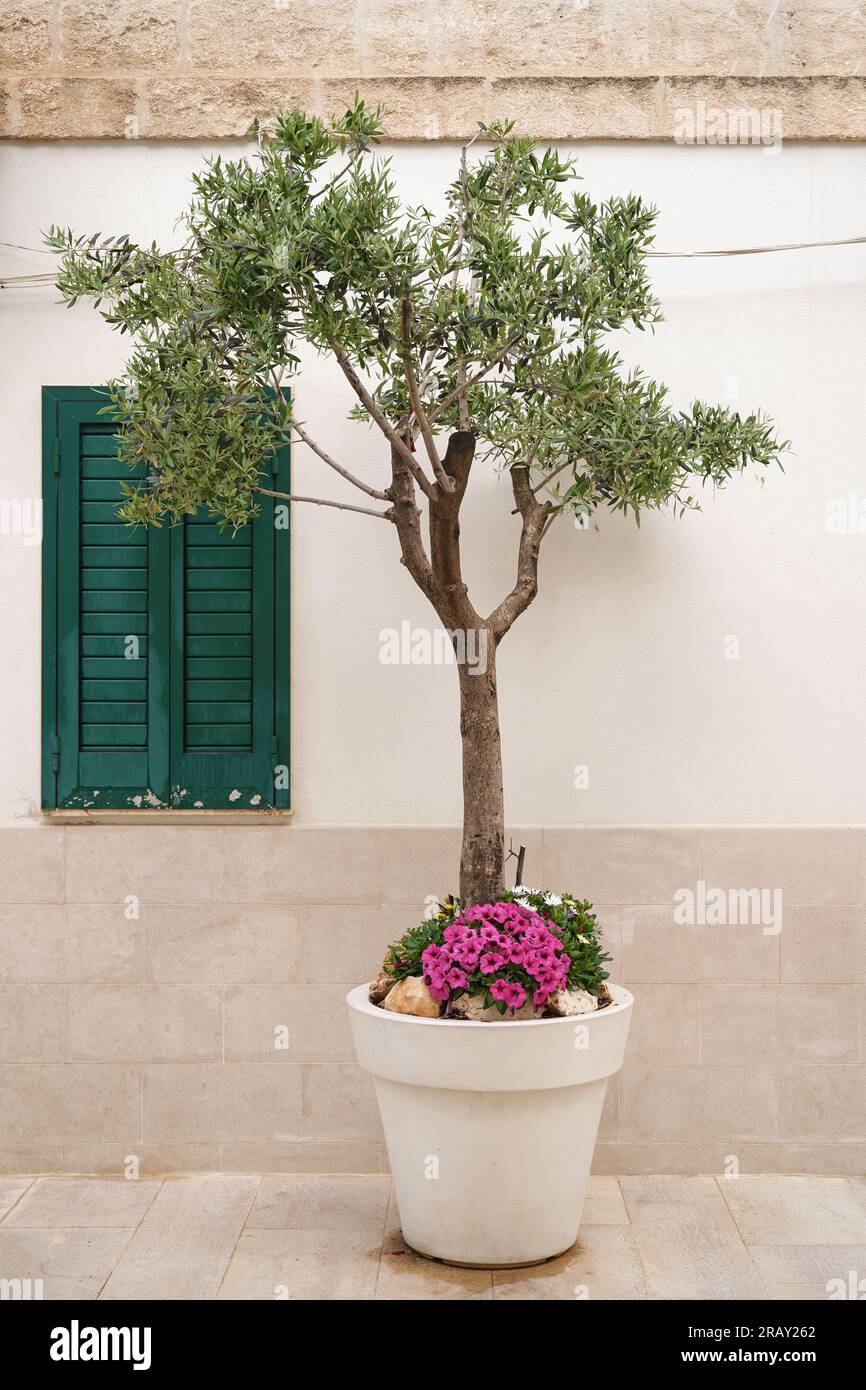 olivier dans un pot de fleurs et volet de fenêtre vert sur une rue italienne Banque D'Images