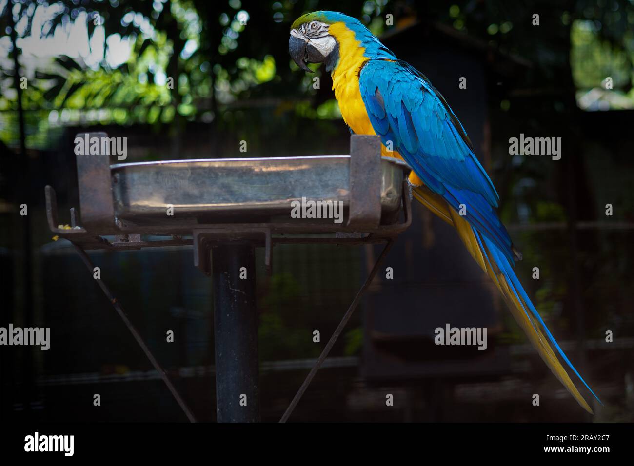 Macaw bleu et jaune, Dark Surround, Macaw perroquet dans la nature, Macaw perroquet jaune bleu, perroquet coloré, Macaw perché sur le plateau d'alimentation Banque D'Images