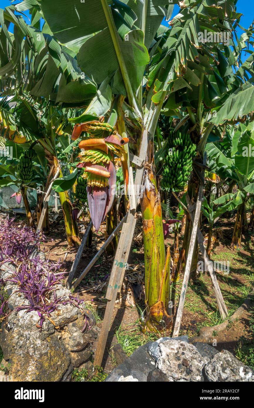 plantation de bananiers poussant dans l'île de Madère, Portugal Banque D'Images