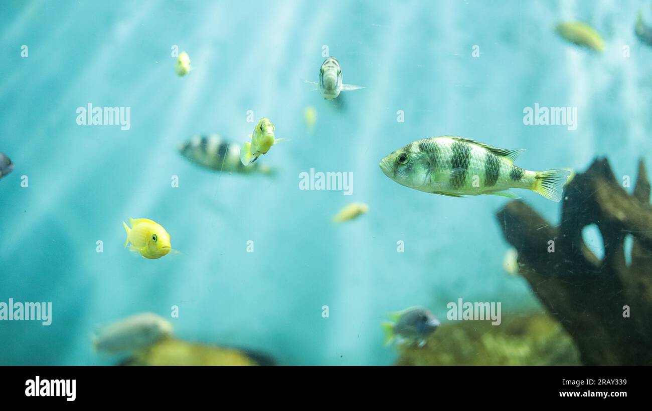 Haplochromis obliquidens, cichlidé jaune électrique, cichlidé, cichlidés africains (Malawi Peacock) dans l'aquarium, cichlidé bluegray métallique dans l'eau douce Banque D'Images