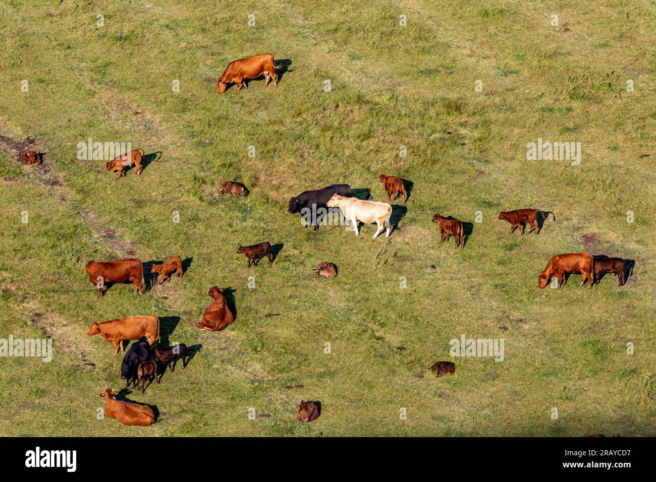 Vaches et veaux dans les South Downs, par une journée ensoleillée d'été Banque D'Images