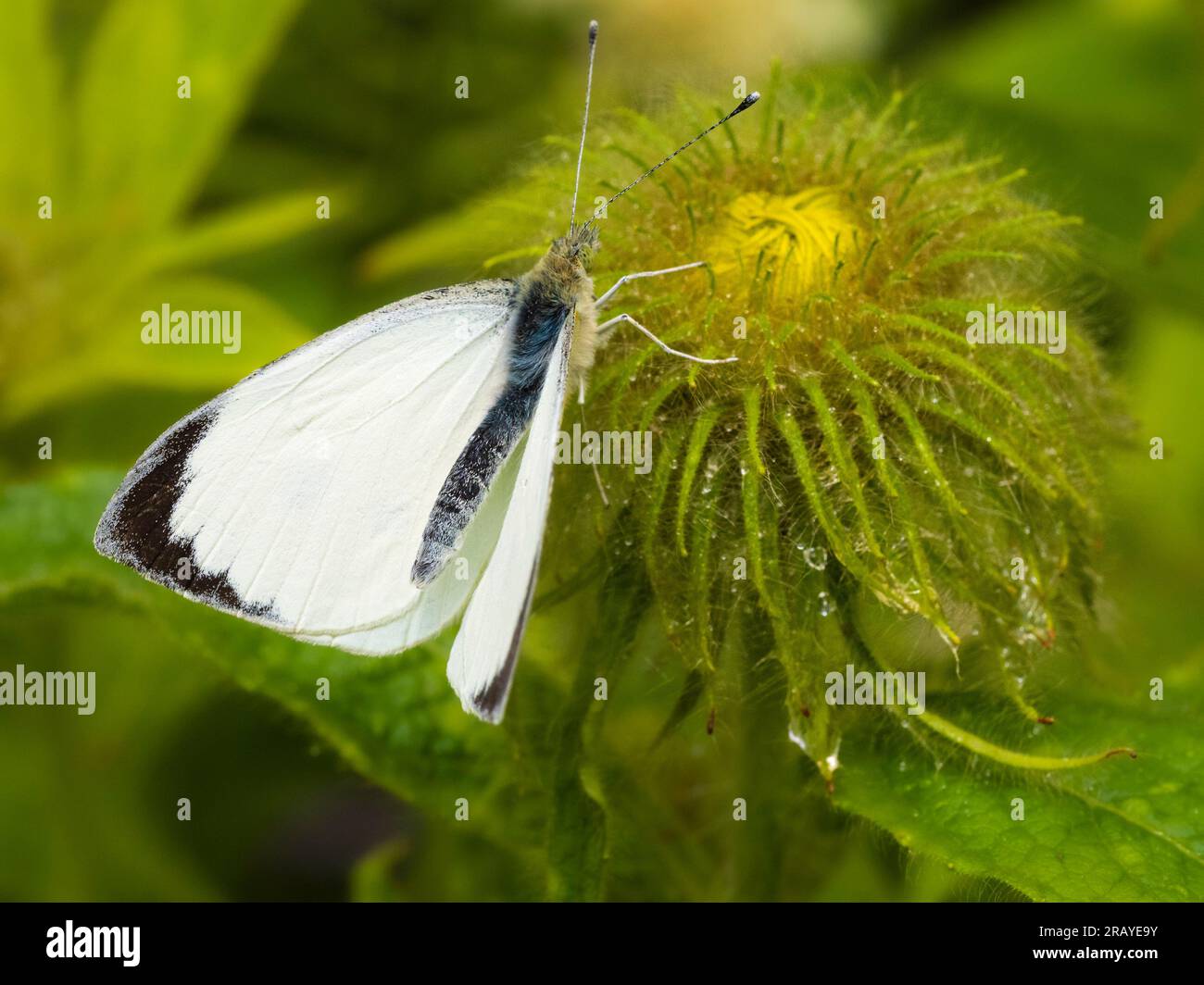 Papillon blanc de chou mâle, Pieris brassicae, reposant sur un bourgeon d'Inula hookeri dans un jardin britannique Banque D'Images