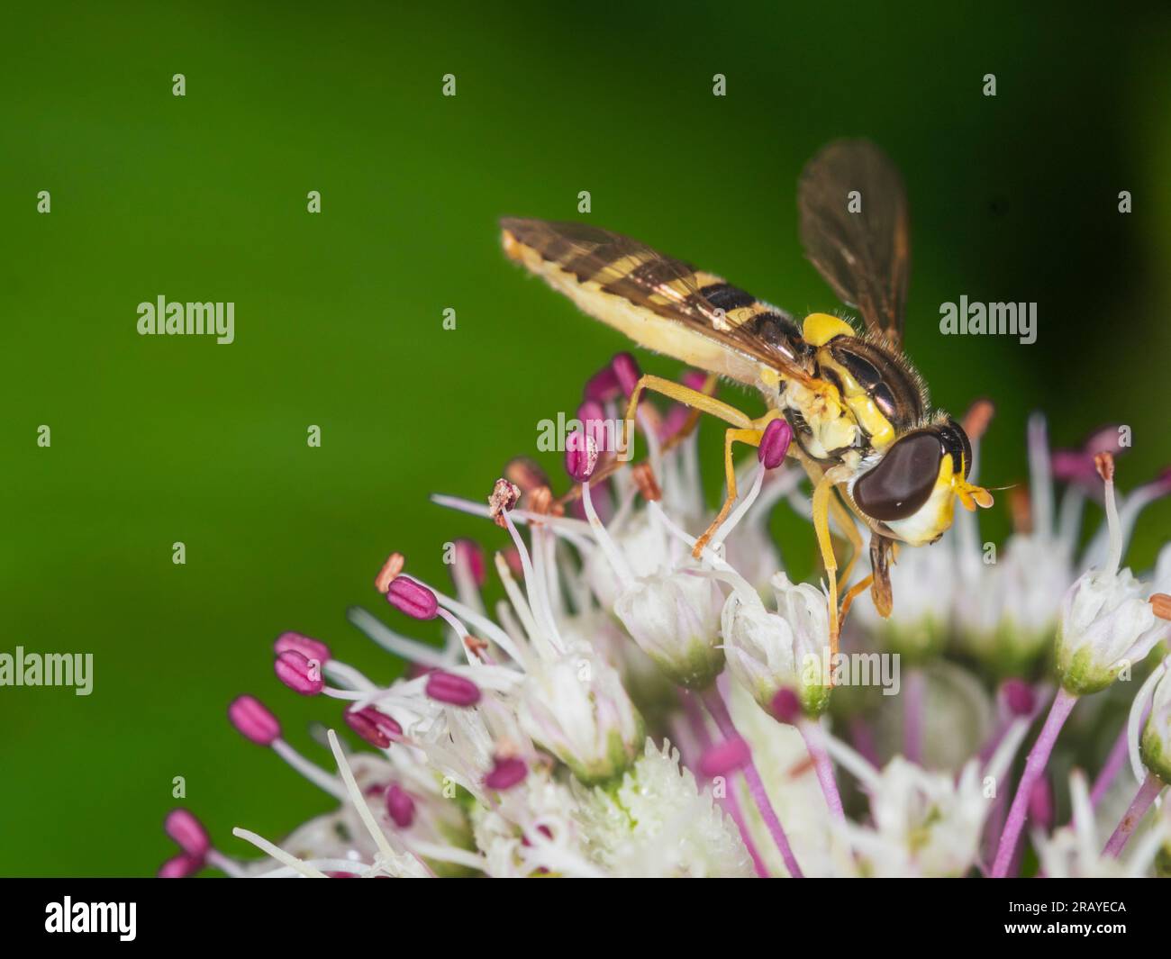 Coloration jaune et noire d'une orgueil femelle britannique, Sphaerophoria scripta, sur une fleur d'Astrantia Major Banque D'Images