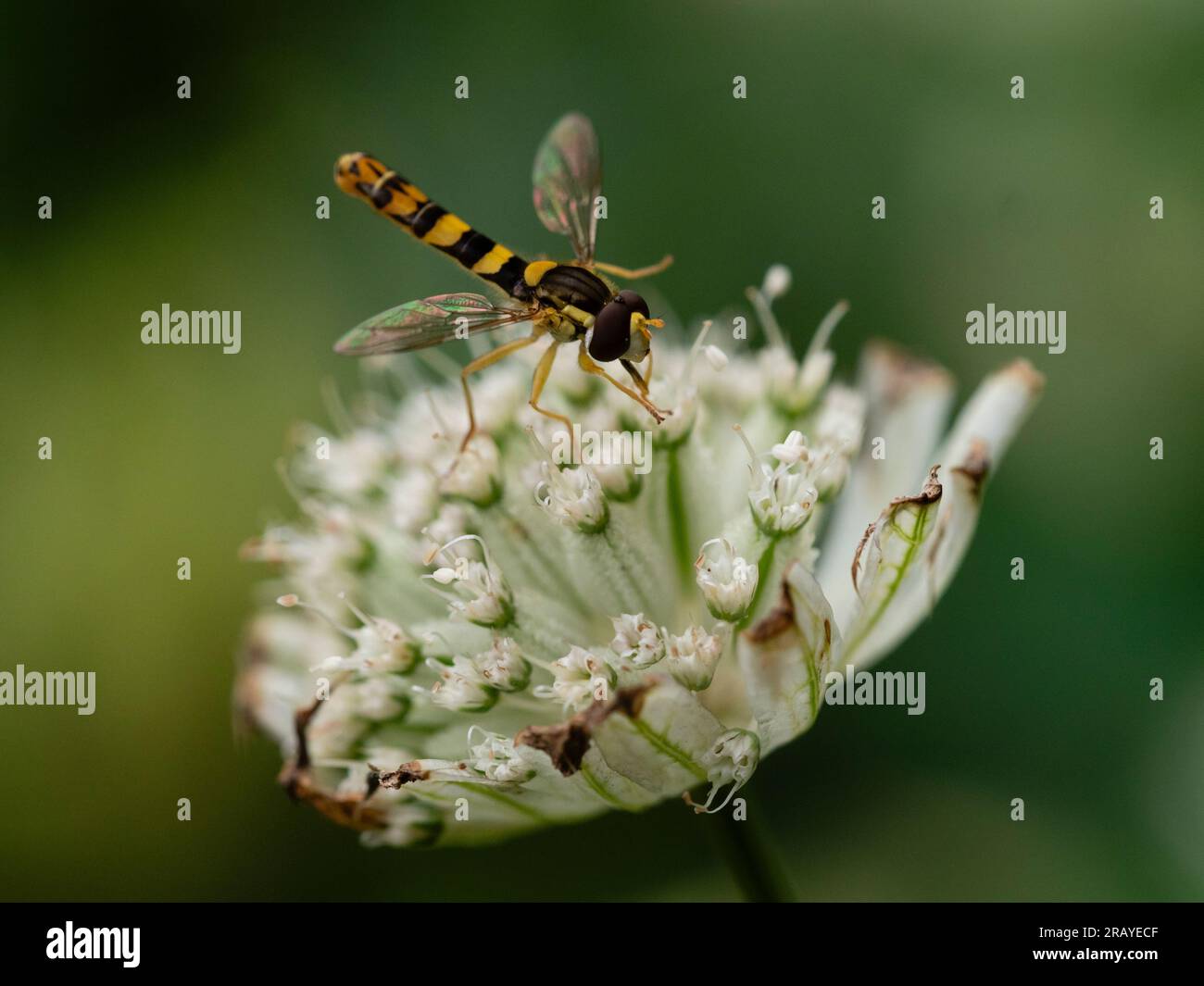 Coloration jaune et noire d'un hoverfly mâle britannique, Sphaerophoria scripta, sur une fleur d'Astrantia Major Banque D'Images