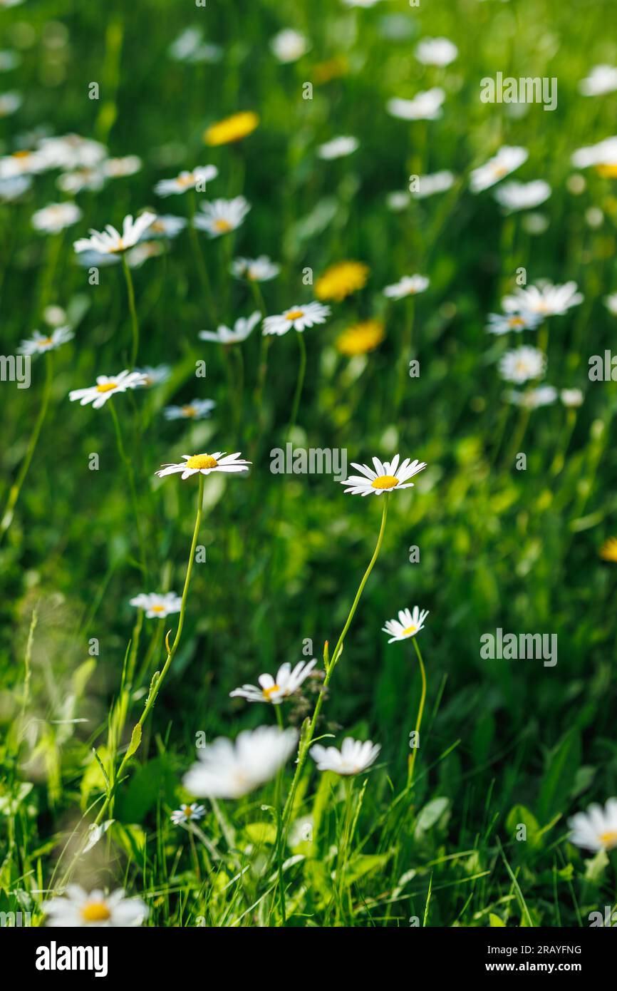 Fleurs de Marguerite en fleurs. Prairie d'été dans la nature. Arrière-plan défocalisé et mise au point sélective sur la fleur Banque D'Images