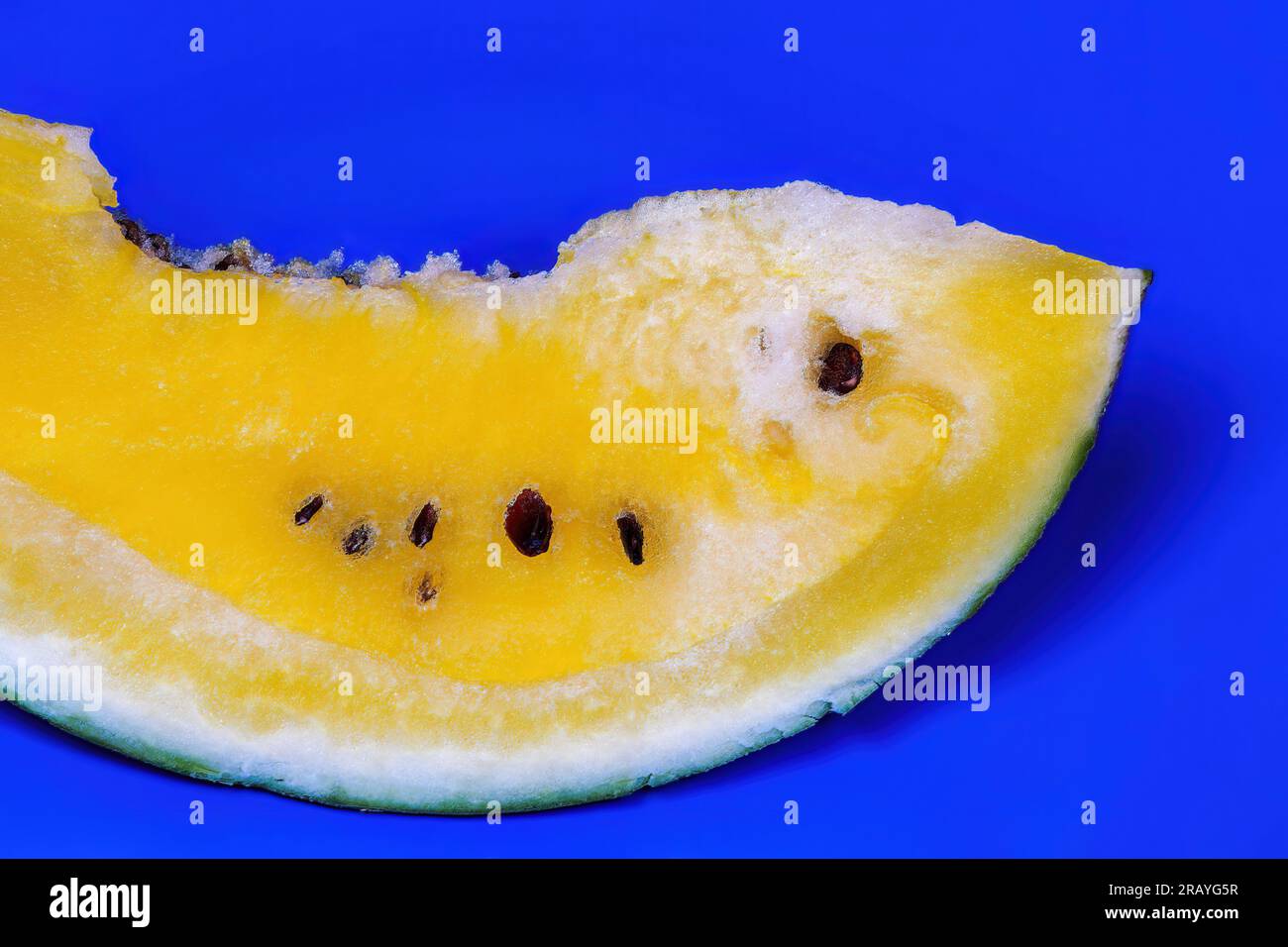 Une tranche de pastèque jaune fraîche sucrée servie sur un plat bleu, sur fond coloré. Banque D'Images