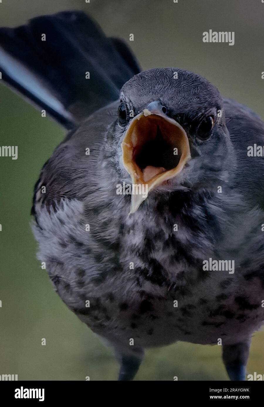 Un jeune Northern Mockingbird crie Banque D'Images