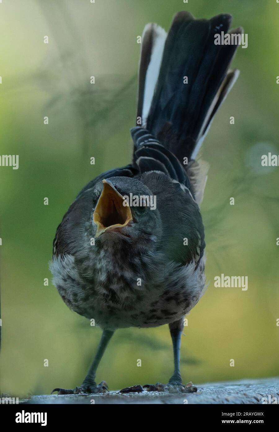 Un jeune Northern Mockingbird crie Banque D'Images