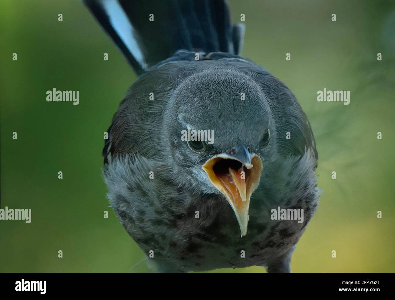 Un jeune Northern Mockingbird crie Banque D'Images