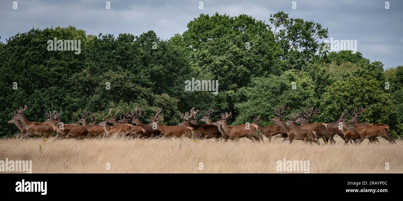 Richmond Park, Londres, Royaume-Uni. 2 juillet 2023. Un troupeau de plus de 30 cerfs-buck est vu se rassembler dans Richmond Park par un chaud jeudi après-midi. Crédit : Guy Corbishley/Alamy Live News Banque D'Images