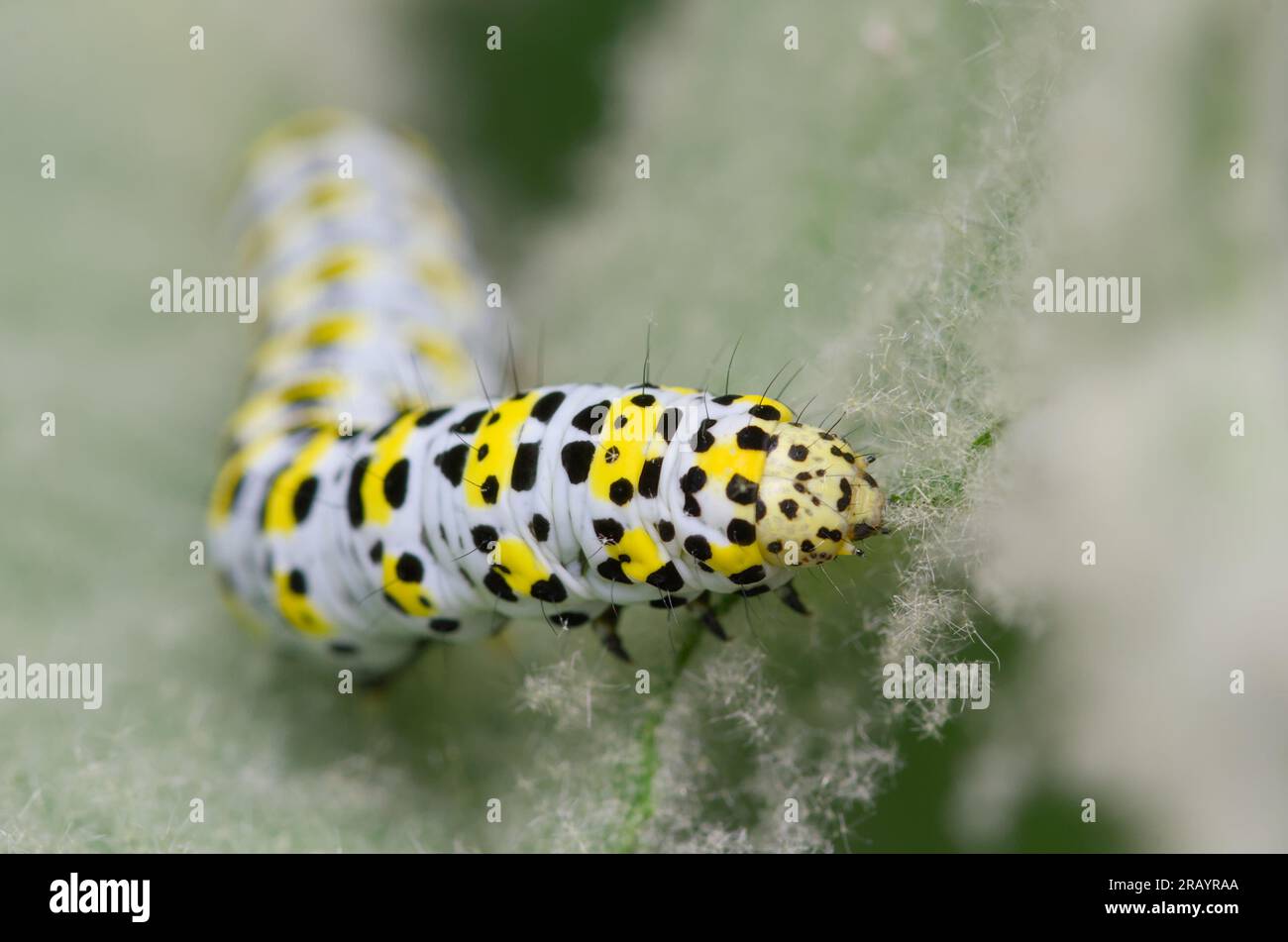 Chenille de Mullein Moth, Cucullia verbasci. Se nourrissant de la feuille de poil de la plante Mullein, Verbascum thapsus , New Forest UK Banque D'Images