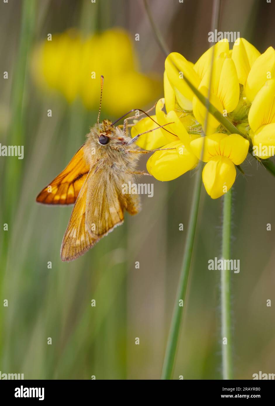 Grand Skipper Butterfly, Ochlodes venata se nourrissant de pied d'oiseaux communs Trefoil, Lotus corniculatus Flower, New Forest UK Banque D'Images
