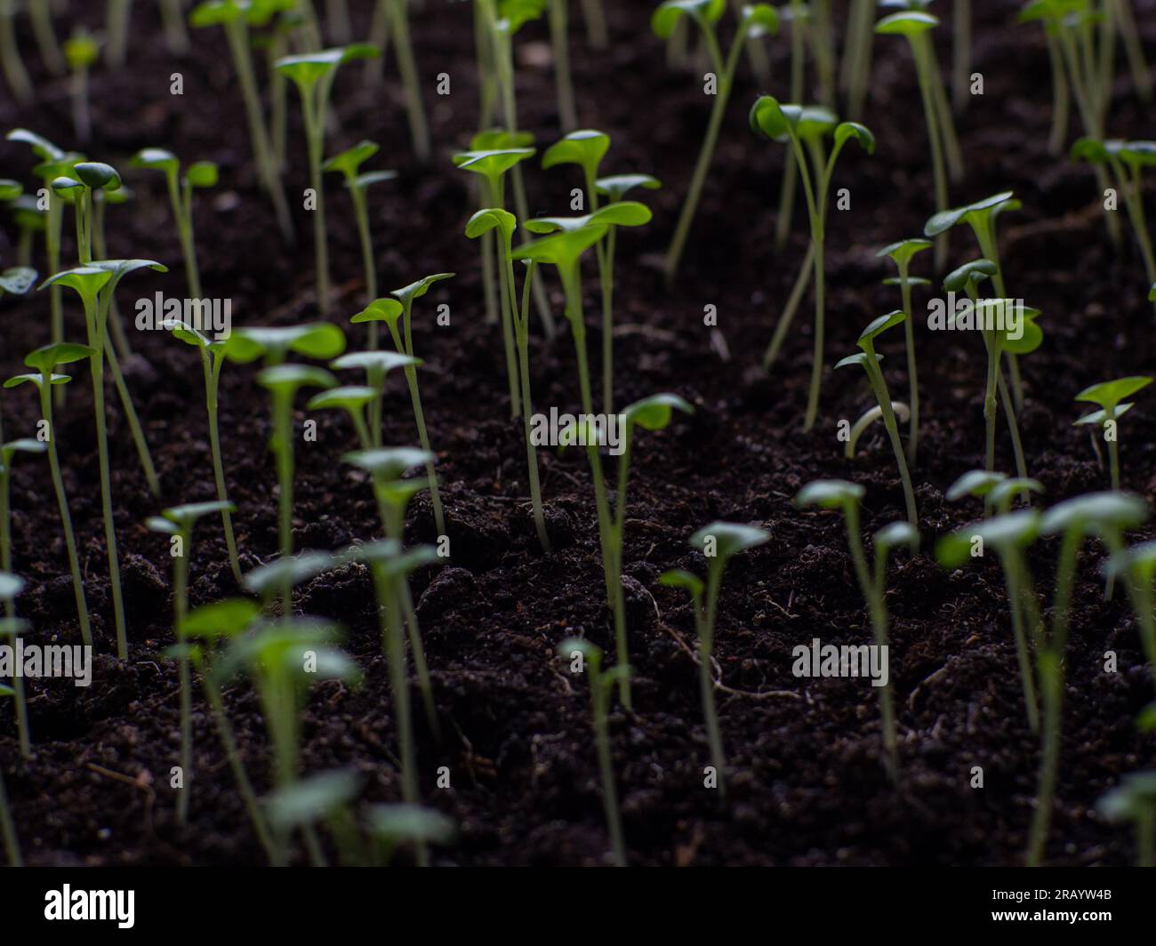 Plants de tomates dans un pot. Culture de tomates dans des récipients. Gros plan, mise au point sélective. Légumes bio faits maison. Germes de tomates vertes dans des pots f Banque D'Images