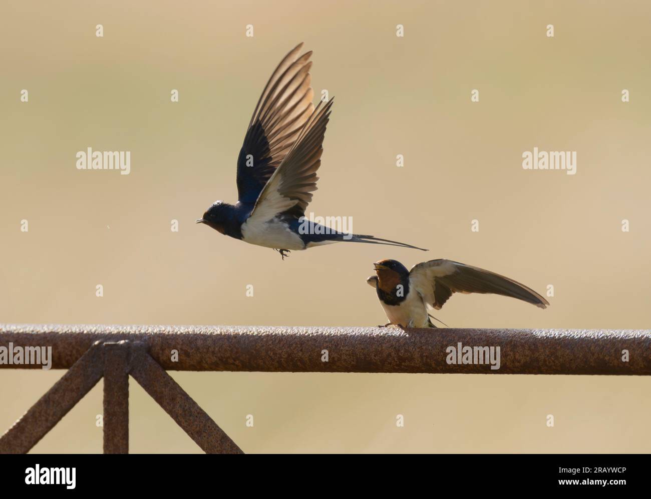 Paire d'hirondelles adultes (Hirundo rustica), Écosse Banque D'Images
