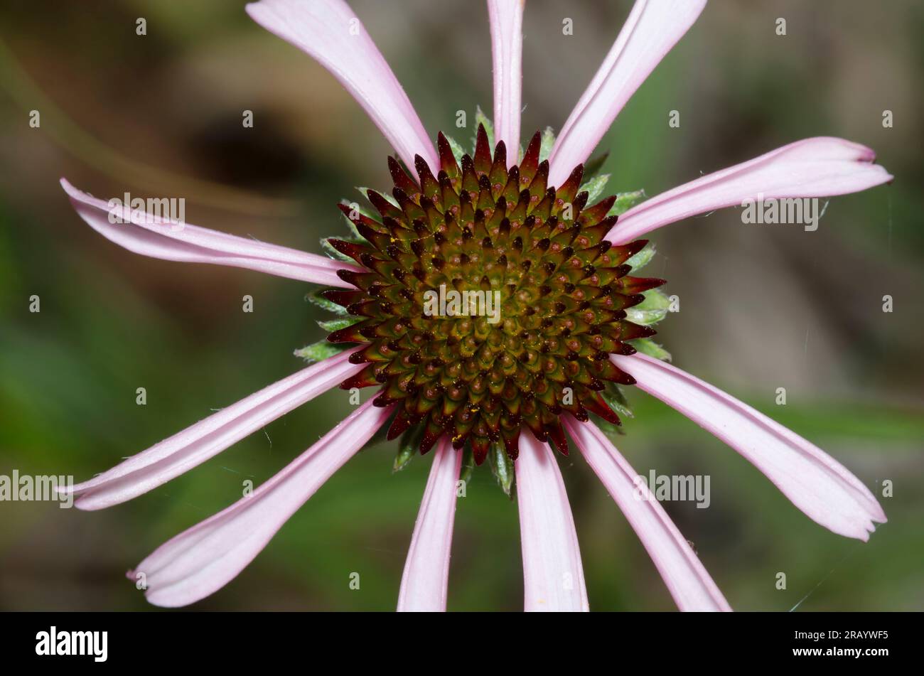 Fleur pourpre à feuilles étroites, Echinacea angustifolia Banque D'Images