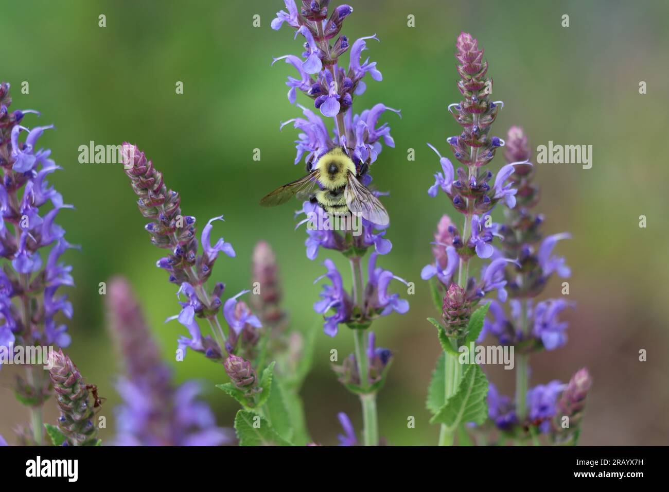 Un bourdon à deux taches sur les fleurs de sauge des bois Banque D'Images