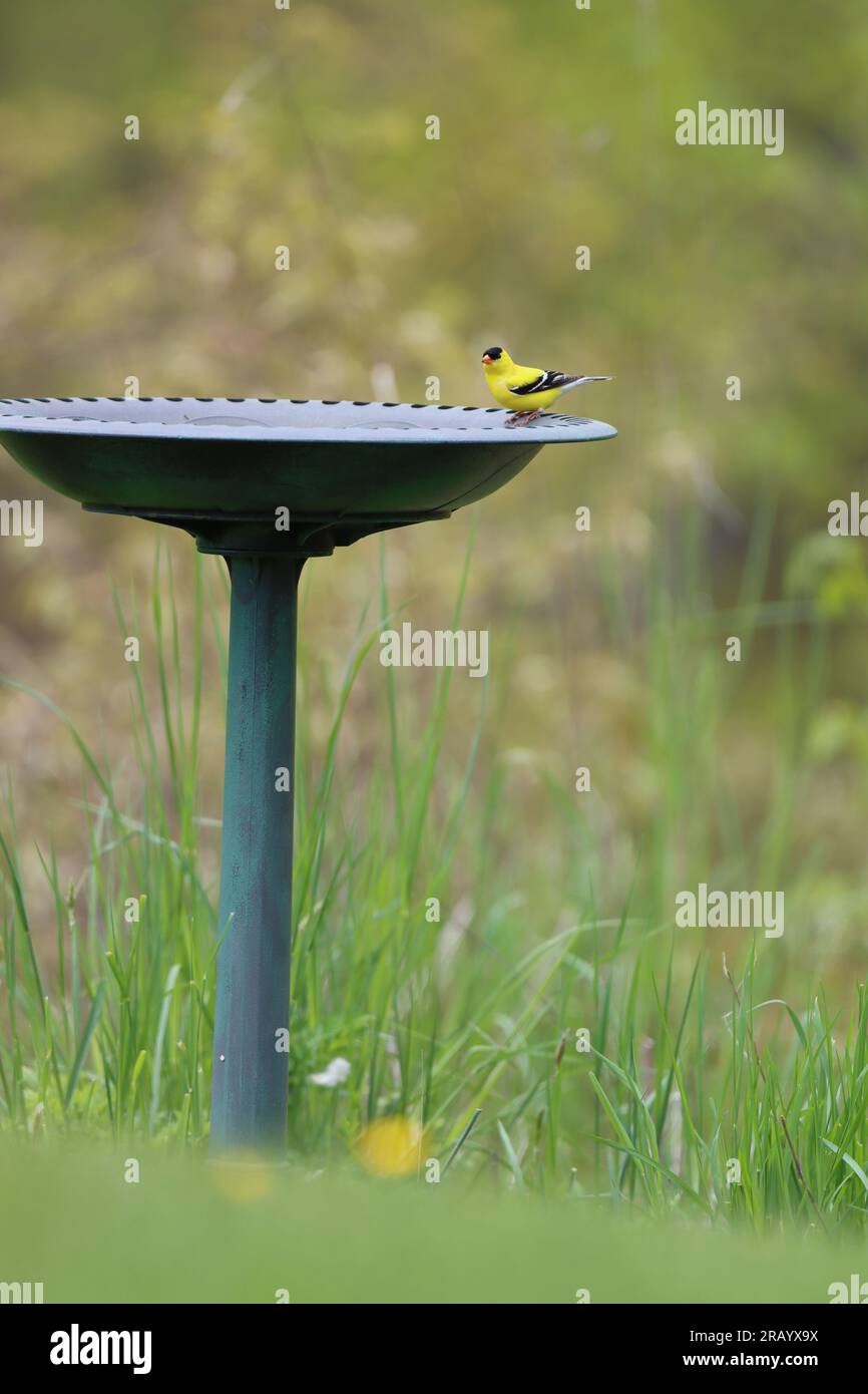 Un palonnier américain mâle sur un bain d'oiseaux Banque D'Images