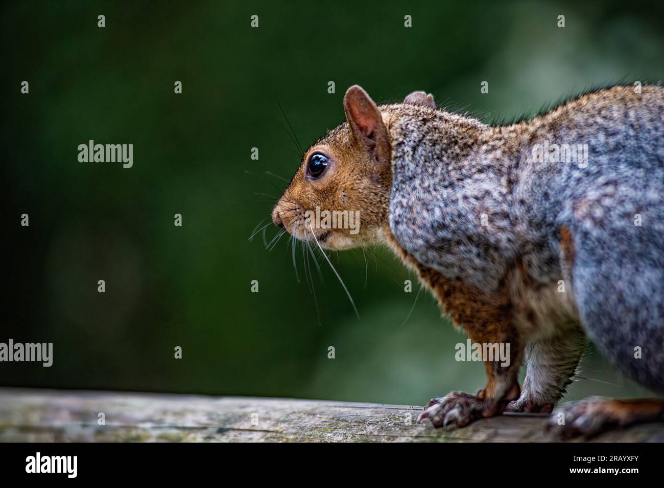 Gros plan d'un écureuil américain Banque D'Images