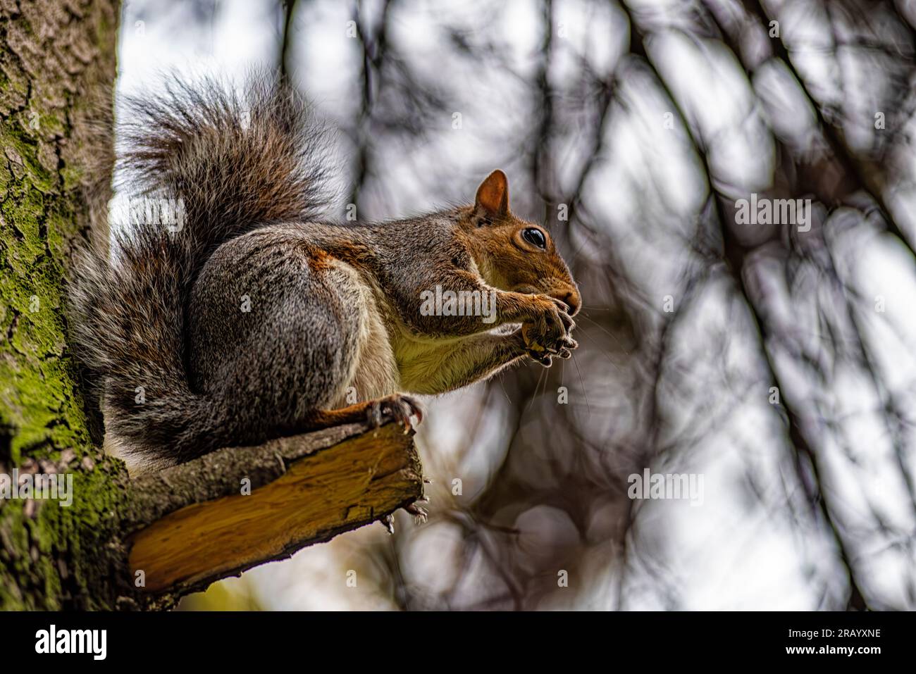 Gros plan d'un écureuil américain Banque D'Images