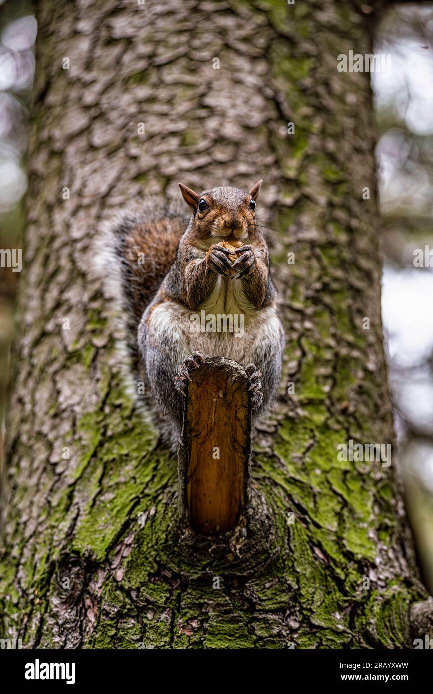 Gros plan d'un écureuil américain Banque D'Images