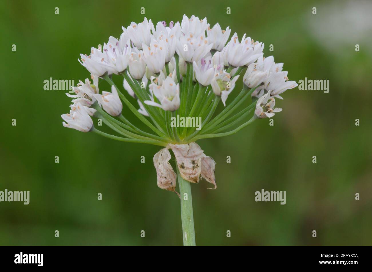 L'Ail, Allium canadense Meadow Banque D'Images