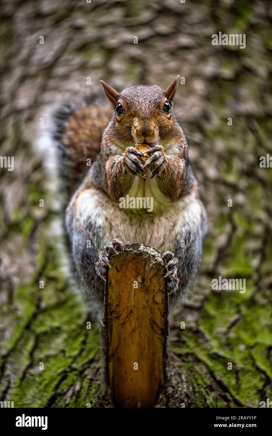 Gros plan d'un écureuil américain Banque D'Images