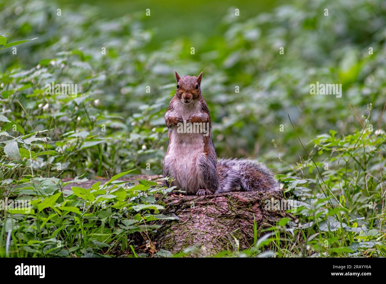 Gros plan d'un écureuil américain Banque D'Images