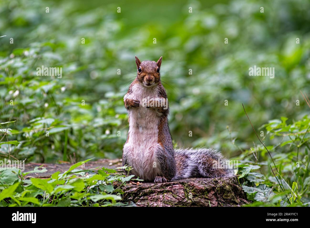 Gros plan d'un écureuil américain Banque D'Images