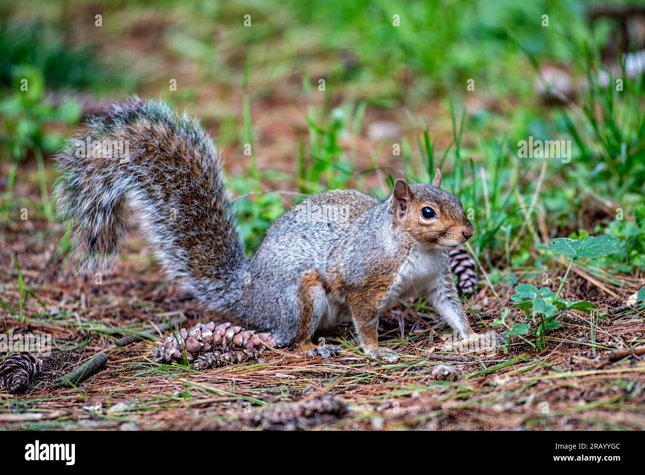 Gros plan d'un écureuil américain Banque D'Images