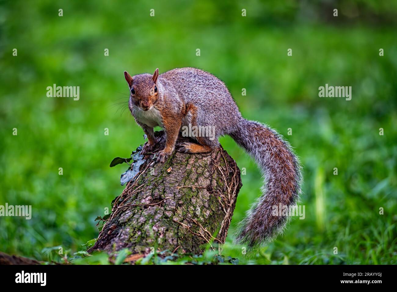 Gros plan d'un écureuil américain Banque D'Images