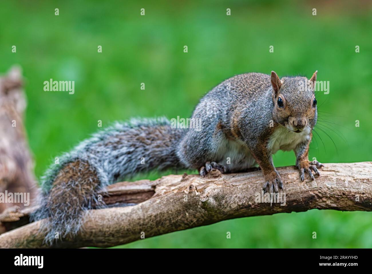 Gros plan d'un écureuil américain Banque D'Images