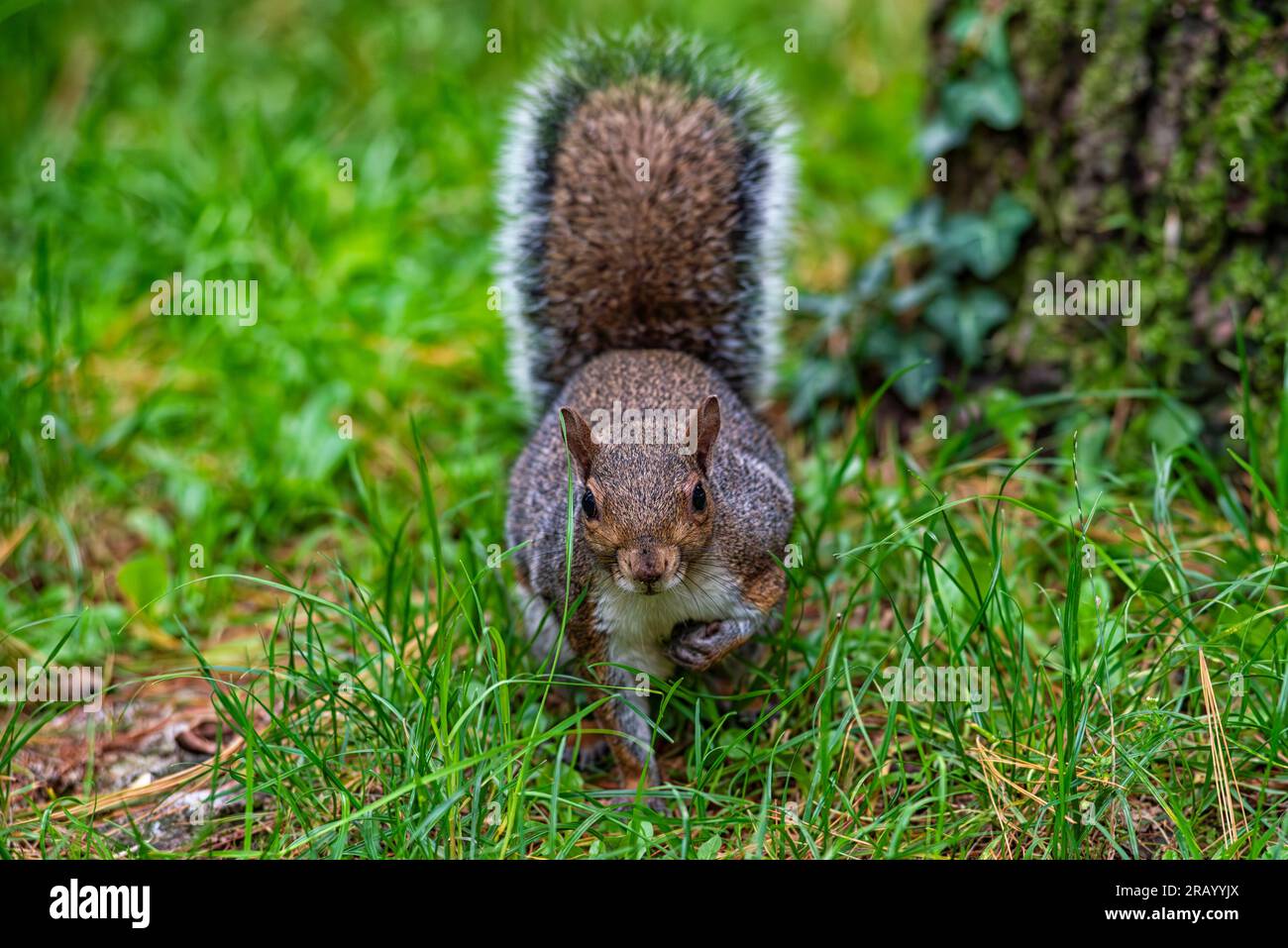 Gros plan d'un écureuil américain Banque D'Images