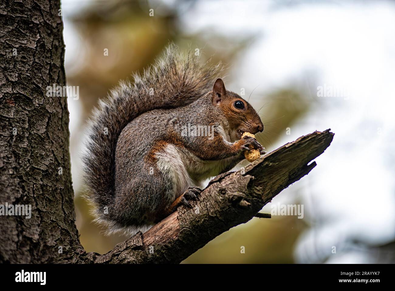 Gros plan d'un écureuil américain Banque D'Images