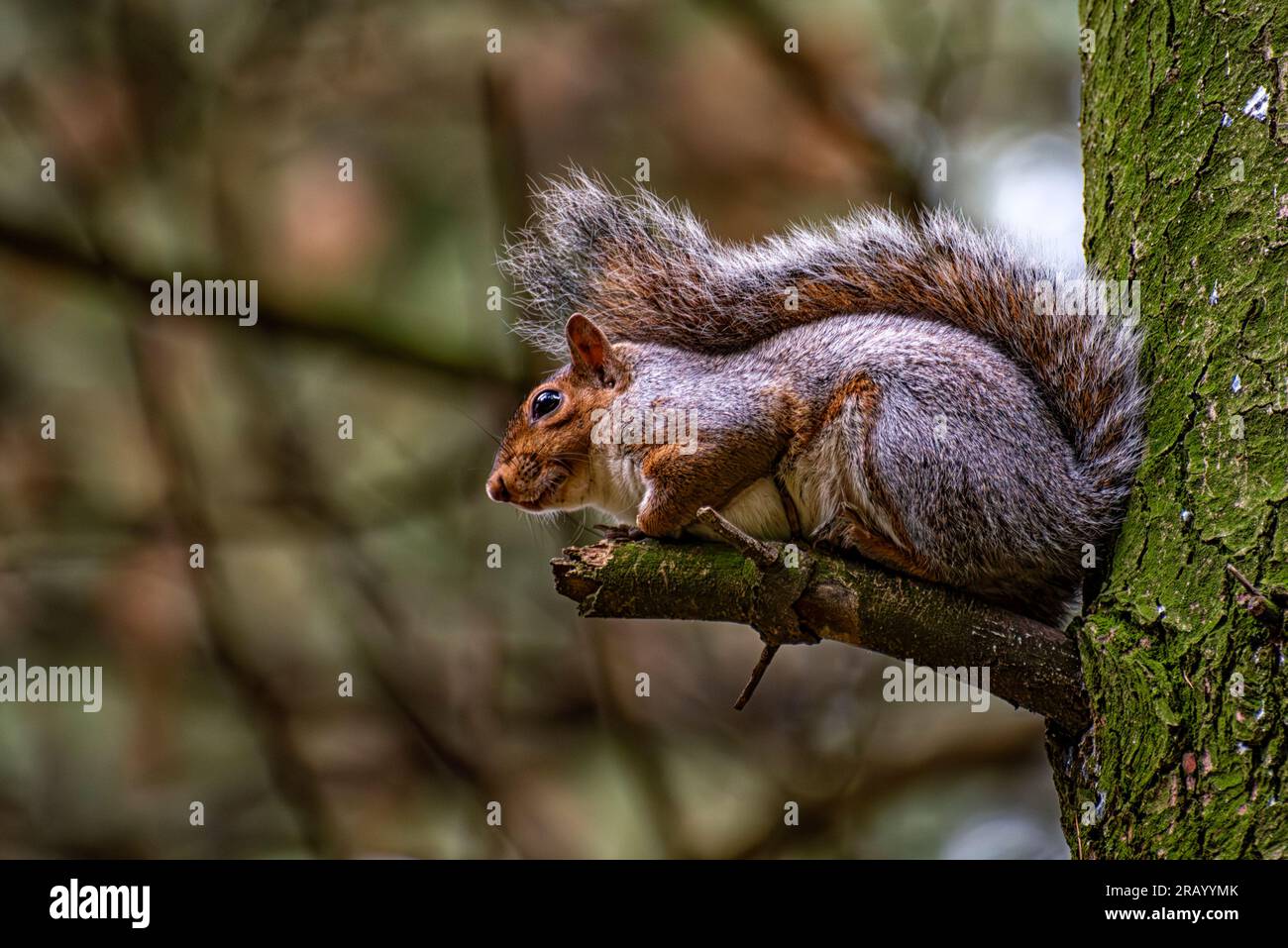 Gros plan d'un écureuil américain Banque D'Images